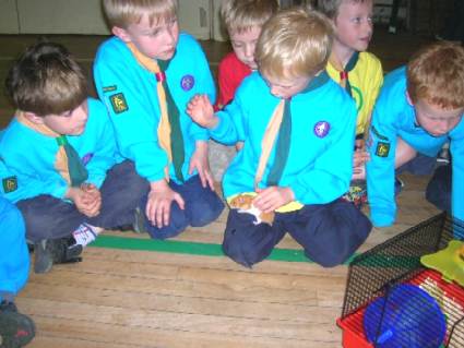 Beavers Pets Evening May 2006
