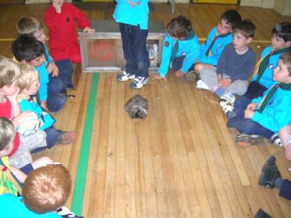 Beavers Pets Evening May 2006