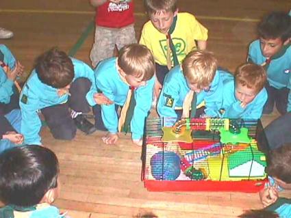 Beavers Pets Evening May 2006